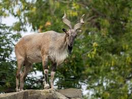Deosei Plateau Tour
 summit ridge